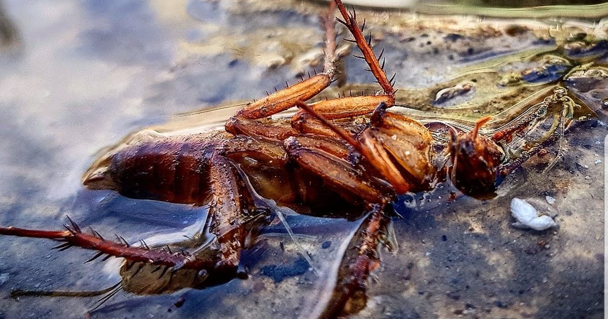 Cucaracha americana de color café rojizo