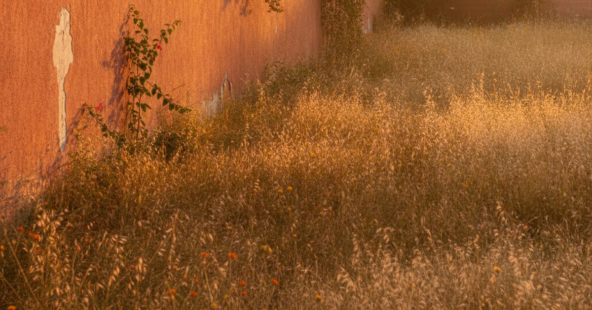 Terreno baldío con hierba alta junto a una barda de casa