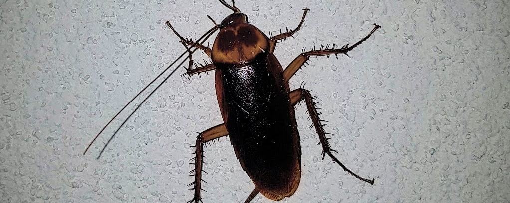 Cucaracha