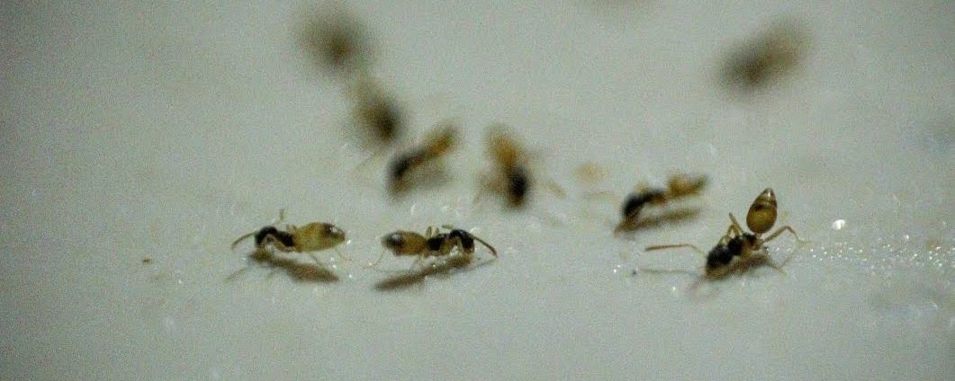 Hormigas