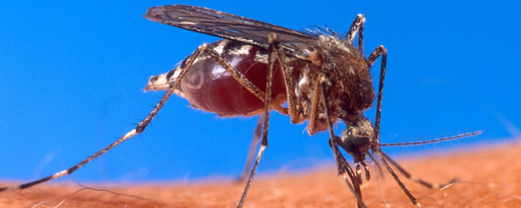 Mosquito