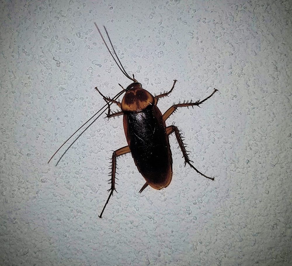 Cucaracha adulta de color café sobre una pared clara, con las antenas extendidas